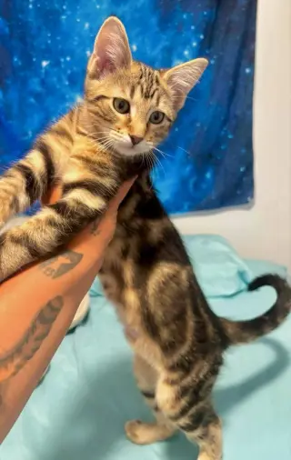 Big Boi