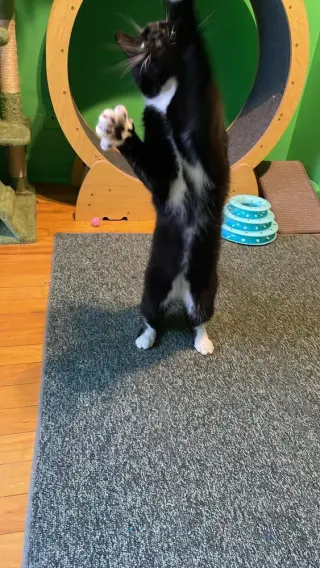 Druzy (aka Melon)