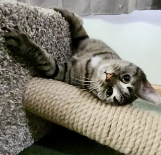 Scooter (aka Rascal)