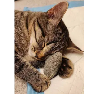 Scooter (aka Rascal)