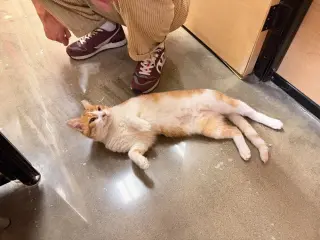 SeÃ±or Chester