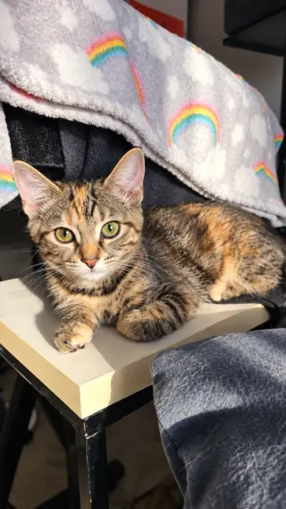 Peanut