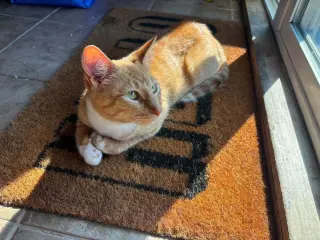 Coco