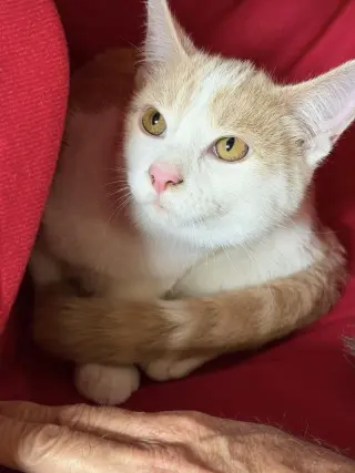 Leo