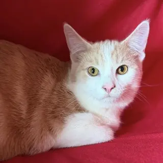 Leo