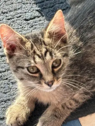 Izzy