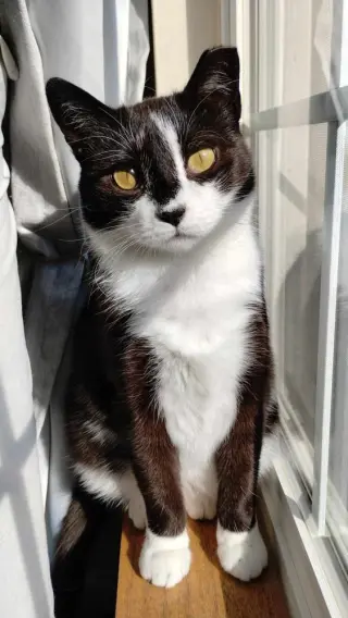 Pixie (aka Mama Pixie)