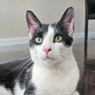 Romeow