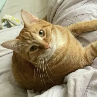 Maverick