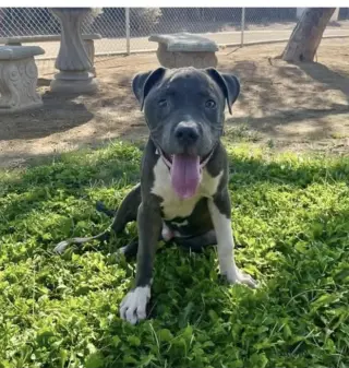 Ace