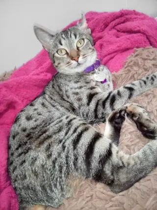 Baya (Courtesy Post)