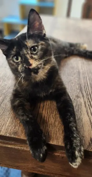 Kitten 27769 (Charlotte)