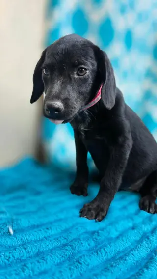 Hermoine - one of 3 playful sisters