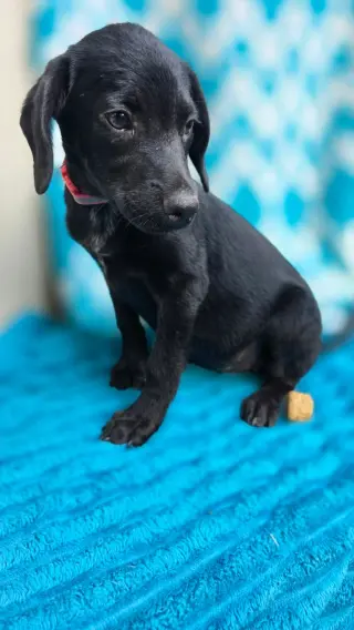 Hermoine - one of 3 playful sisters