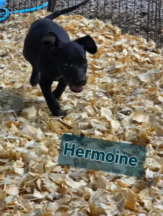 Hermoine - one of 3 playful sisters