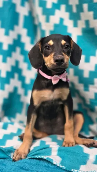 Katness- one of 3 playful sisters