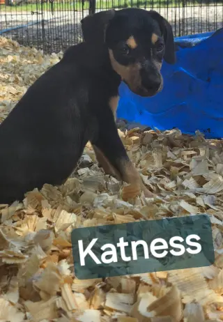 Katness- one of 3 playful sisters