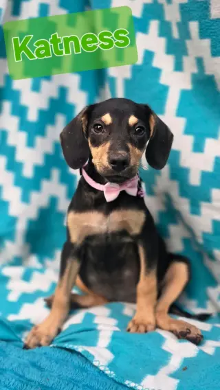 Katness- one of 3 playful sisters