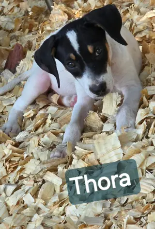 Thora- one of 3 playful sisters