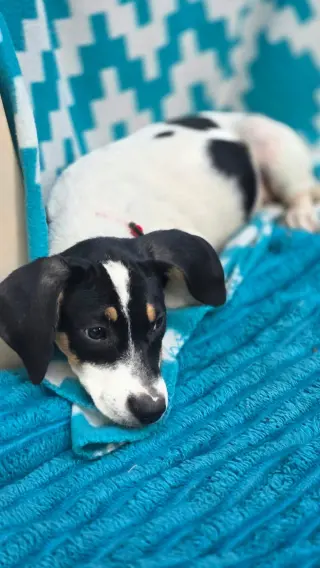 Thora- one of 3 playful sisters