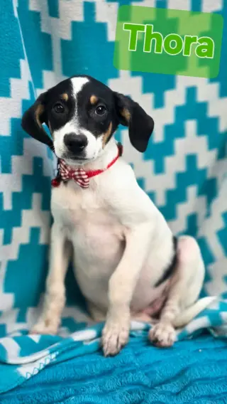 Thora- one of 3 playful sisters