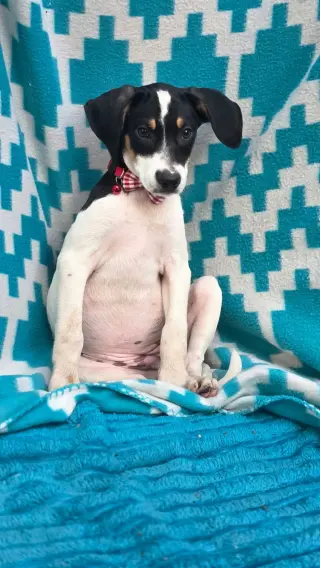 Thora- one of 3 playful sisters