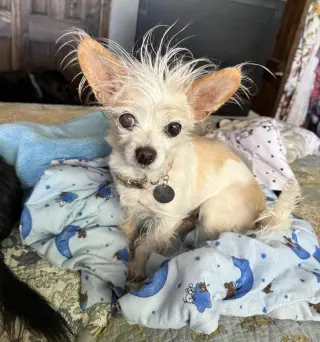 Talented Lil Mr Tanner ~ Lap Warmer Maltichi