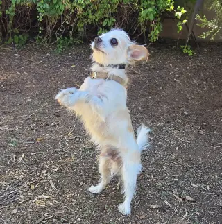 Talented Lil Mr Tanner ~ Lap Warmer Maltichi