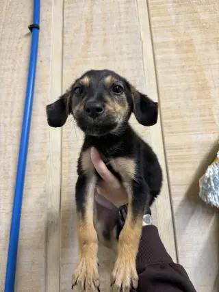 Lucille- sweetest pup
