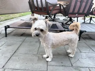 Tootsie