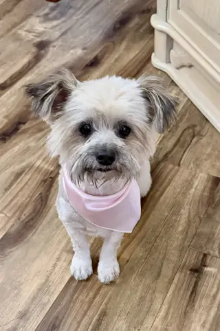 Tootsie