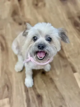 Tootsie