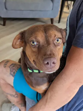 Choco