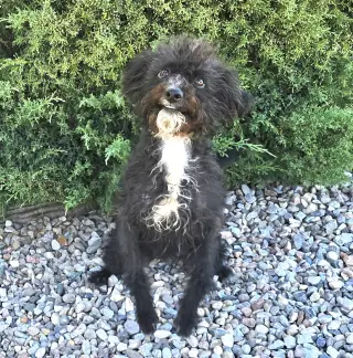 Dazzling Lil Ms Dolly Poodle Dances the Hula !