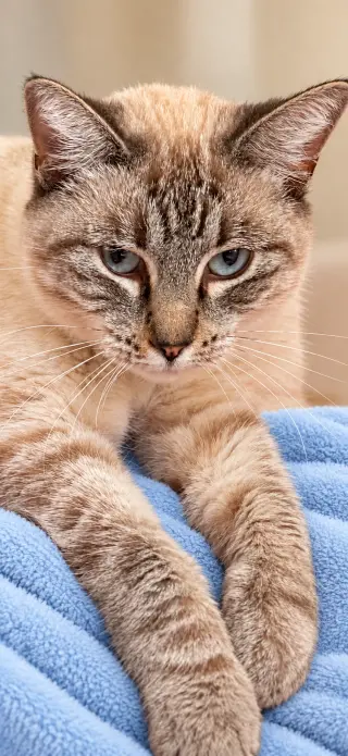 Miss Kitty ( Carie )