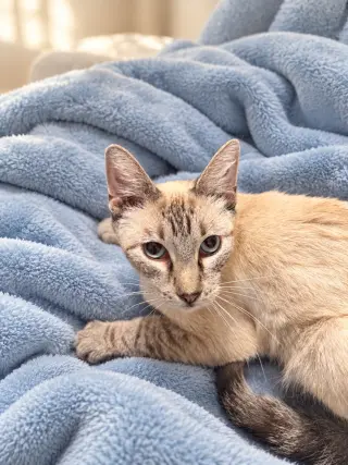 Miss Kitty ( Carie )