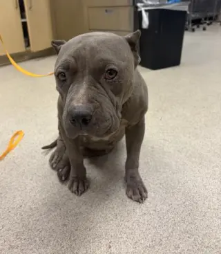 BELLE