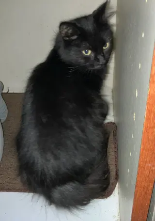 Licorice