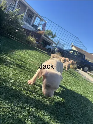 Sweetie’s Treats- Jack