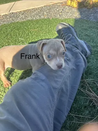 Sweetie’s Treats- Frank