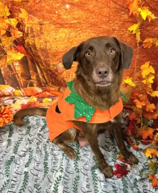 Pumpkin