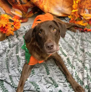 Pumpkin