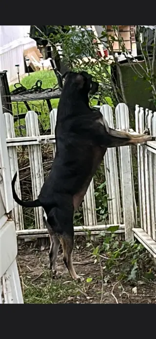 Duke