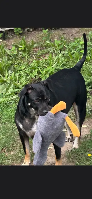 Duke