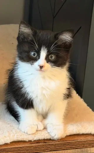 Mittens