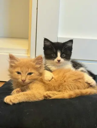 Mittens