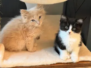 Mittens