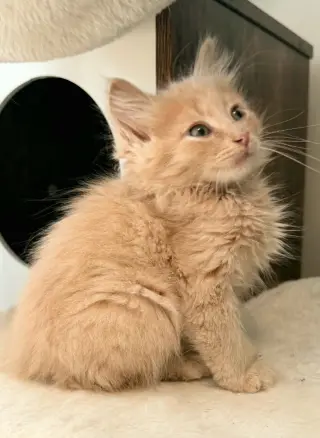 Biscuit