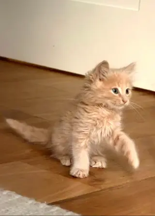 Biscuit