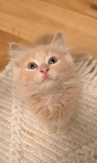 Biscuit